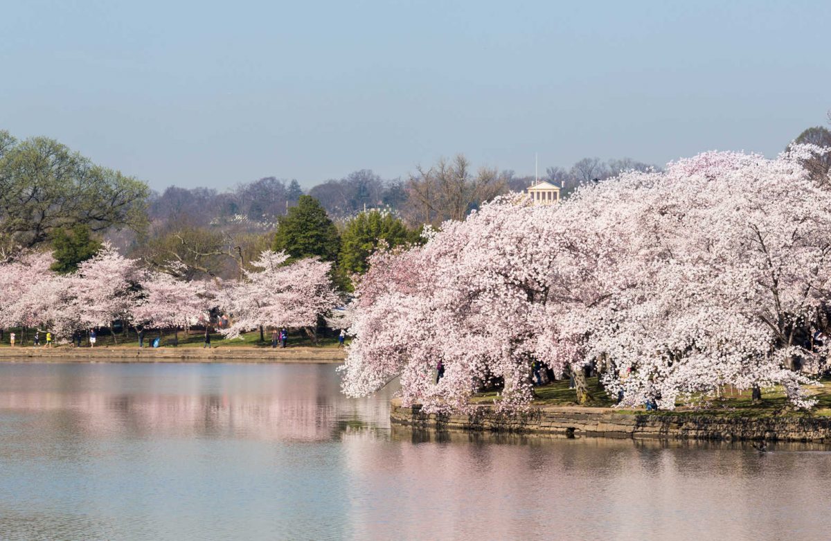 Image result for Cherry Blossom in DC Photos