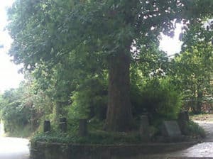 The Tree That Owns Itself