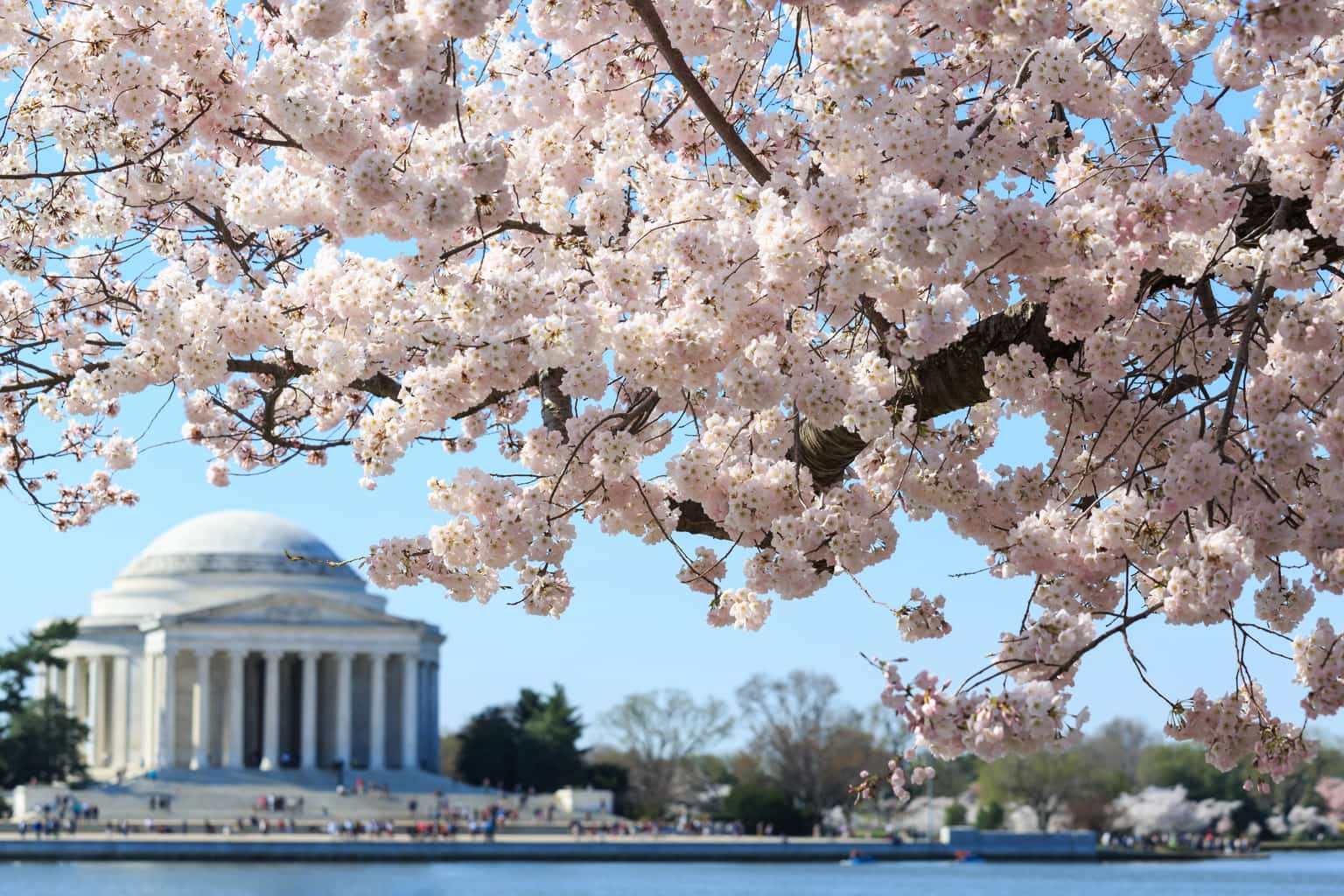 Cherry Blossom Festival in Washington, DC
