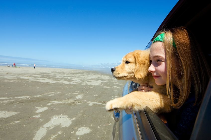 Traveling with a Dog