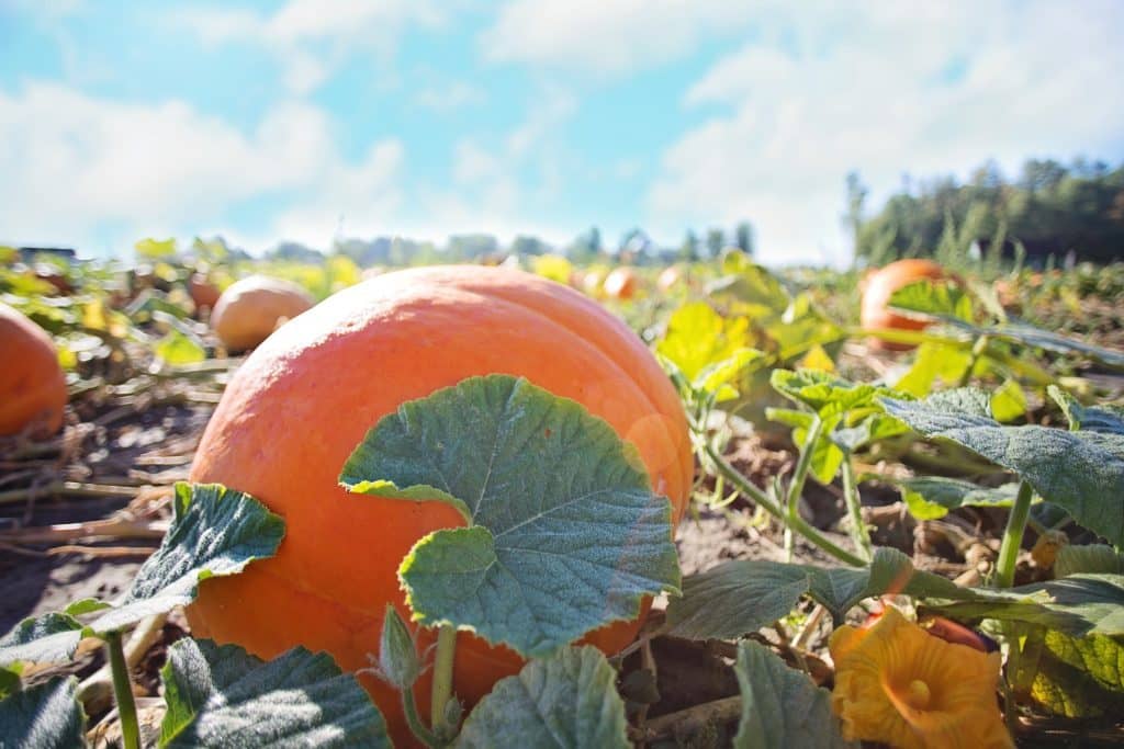 Pumpkin Patches in Kentucky and Indiana