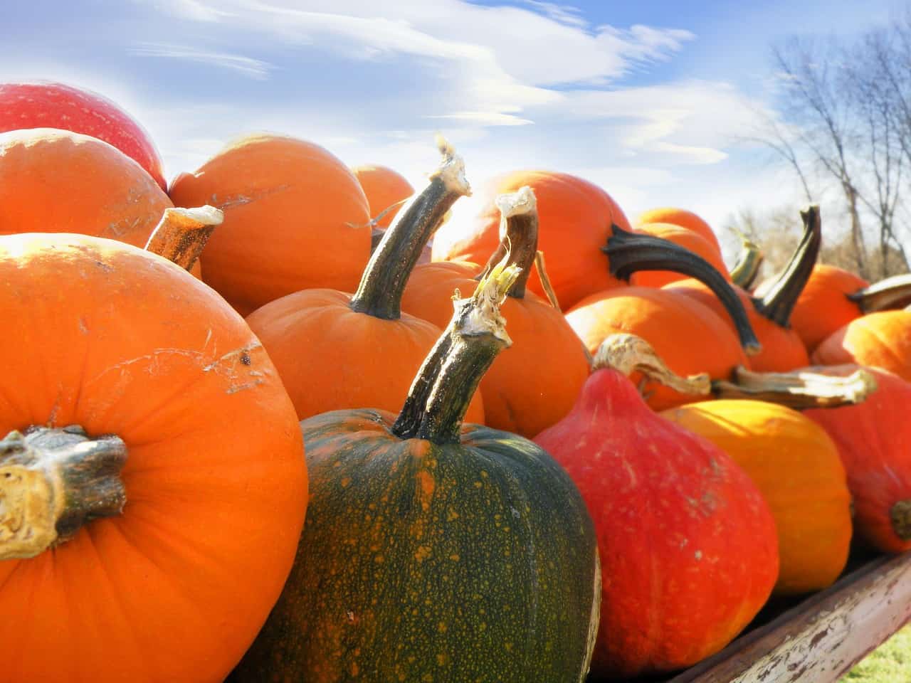 Fun Games to Play on Thanksgiving